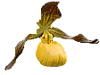 orchid